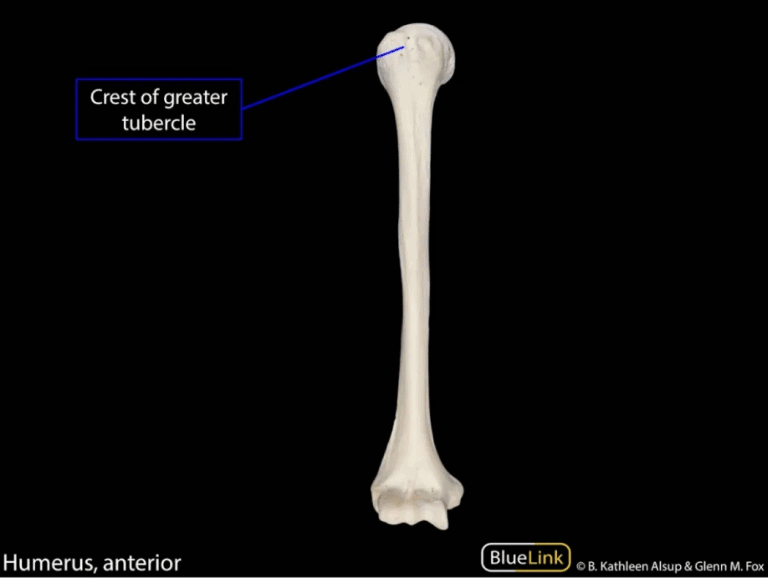 Best Anki Deck For Step 1 2024 [ANKI USMLE GUIDE]